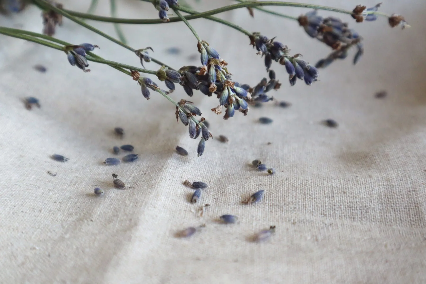 Ramos de lavanda sobre um tecido de linho claro